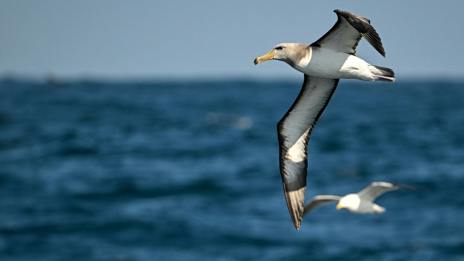 Albatros aux ailes déployées planant au ras de l'océan