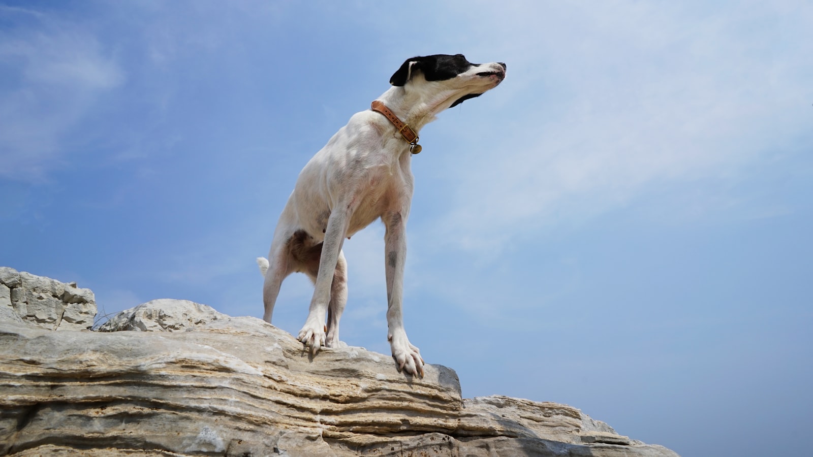 Chien dressé sur un rocher, regardant le ciel