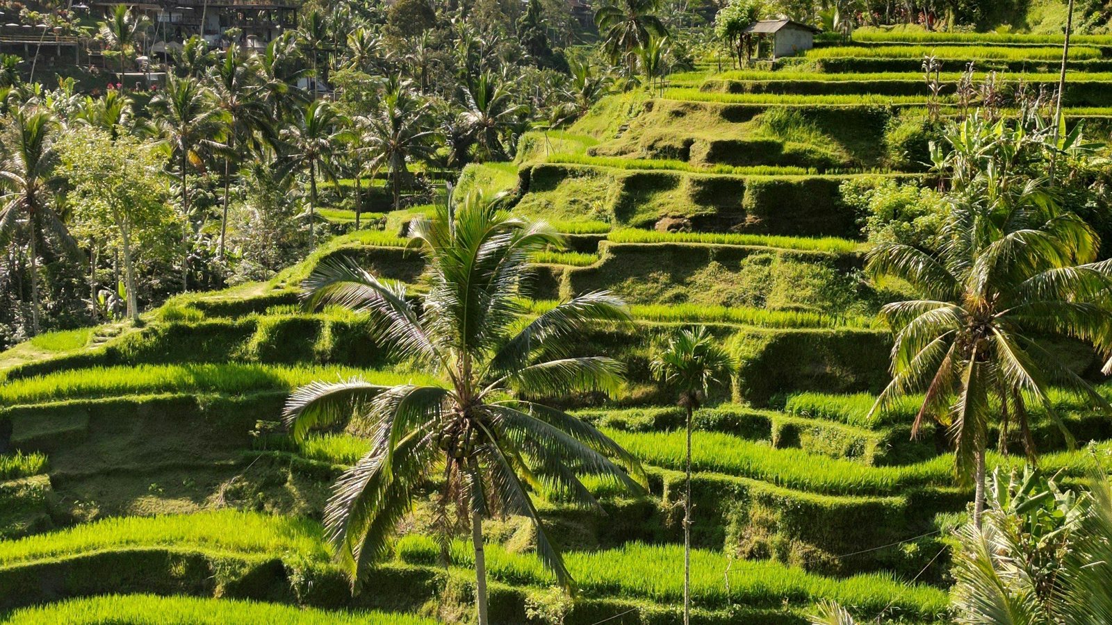 Une colline plantée de palmiers