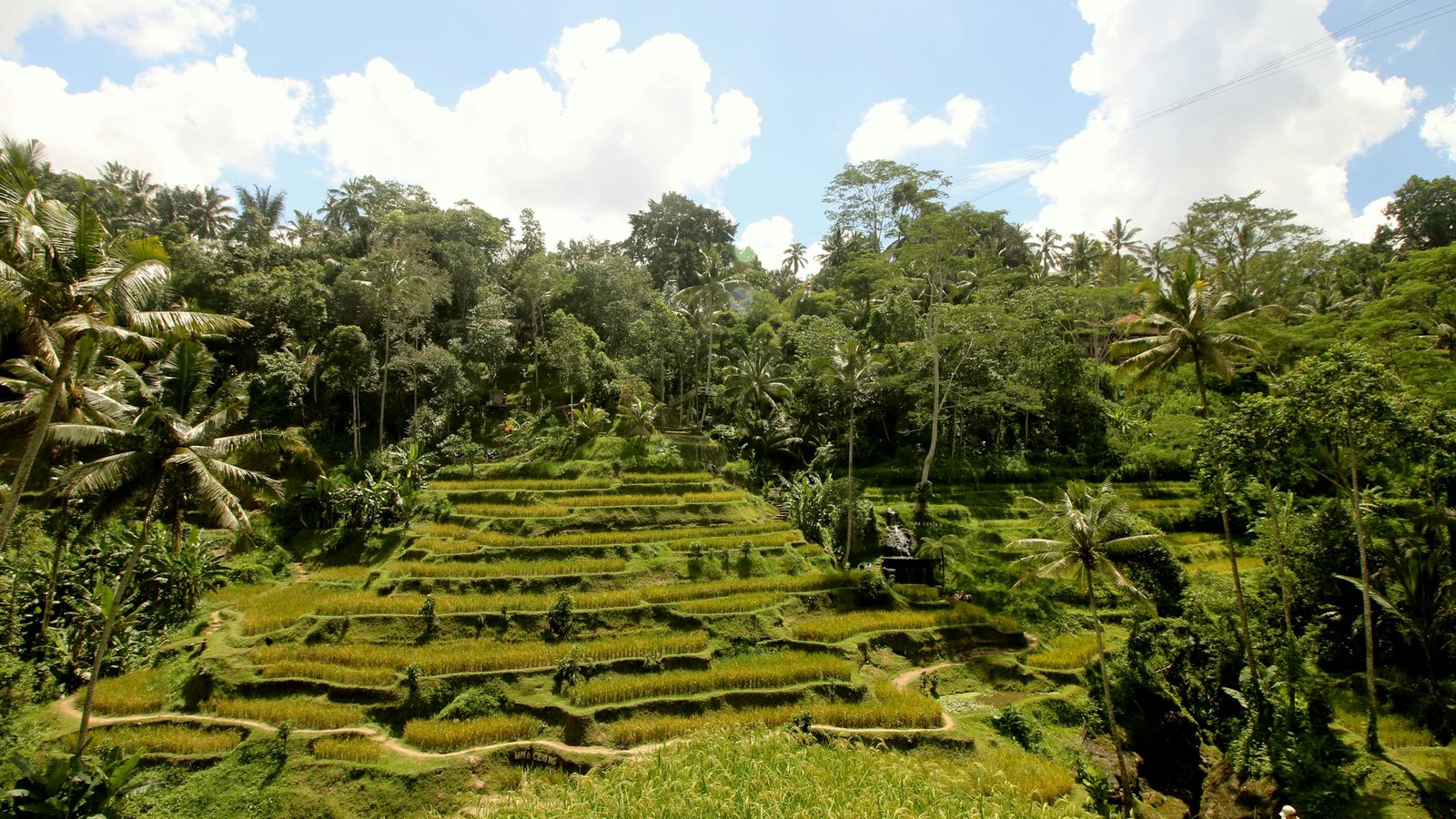 La jungle dense des hauteurs