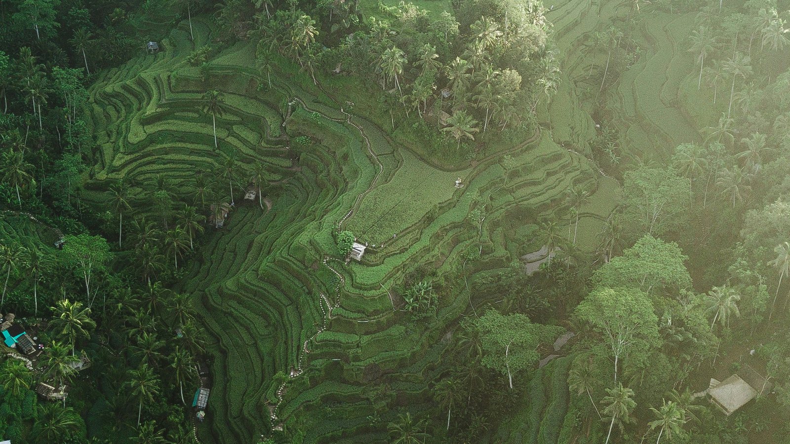Les terrasses de riz vues du ciel