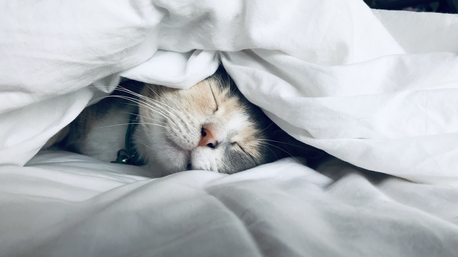 Chat endormi dans une couette