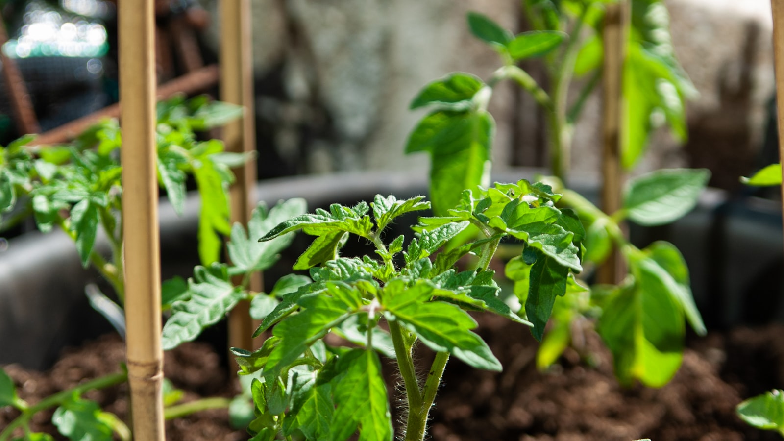 Jeunes plants de tomates tuteurés avec des cannes de bambou, en plein soleil
