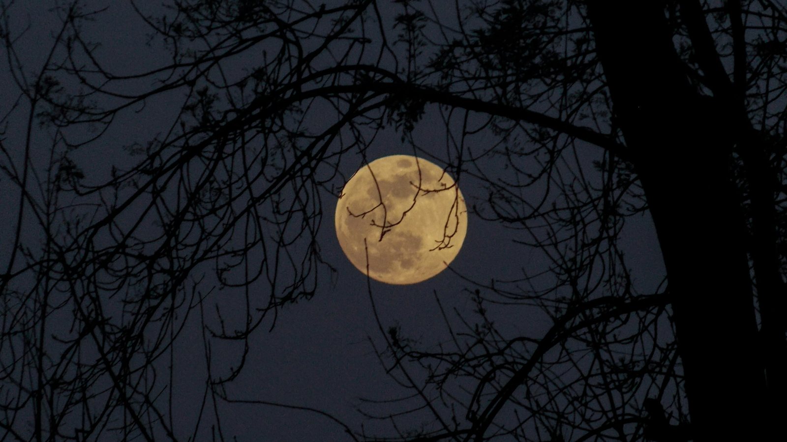 Lune jaune pâle vue à travers l'enchevêtrement des branches nues d'un arbre, dans un ciel bleu sombre de fin de nuit
