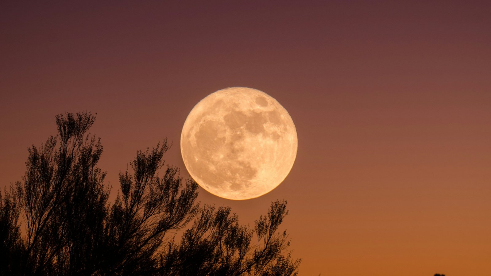 Lune ronde et cuivrée, basse dans un ciel de crépuscule orangé, au-dessus de la silhouette sombre d'un arbre aux branches fines