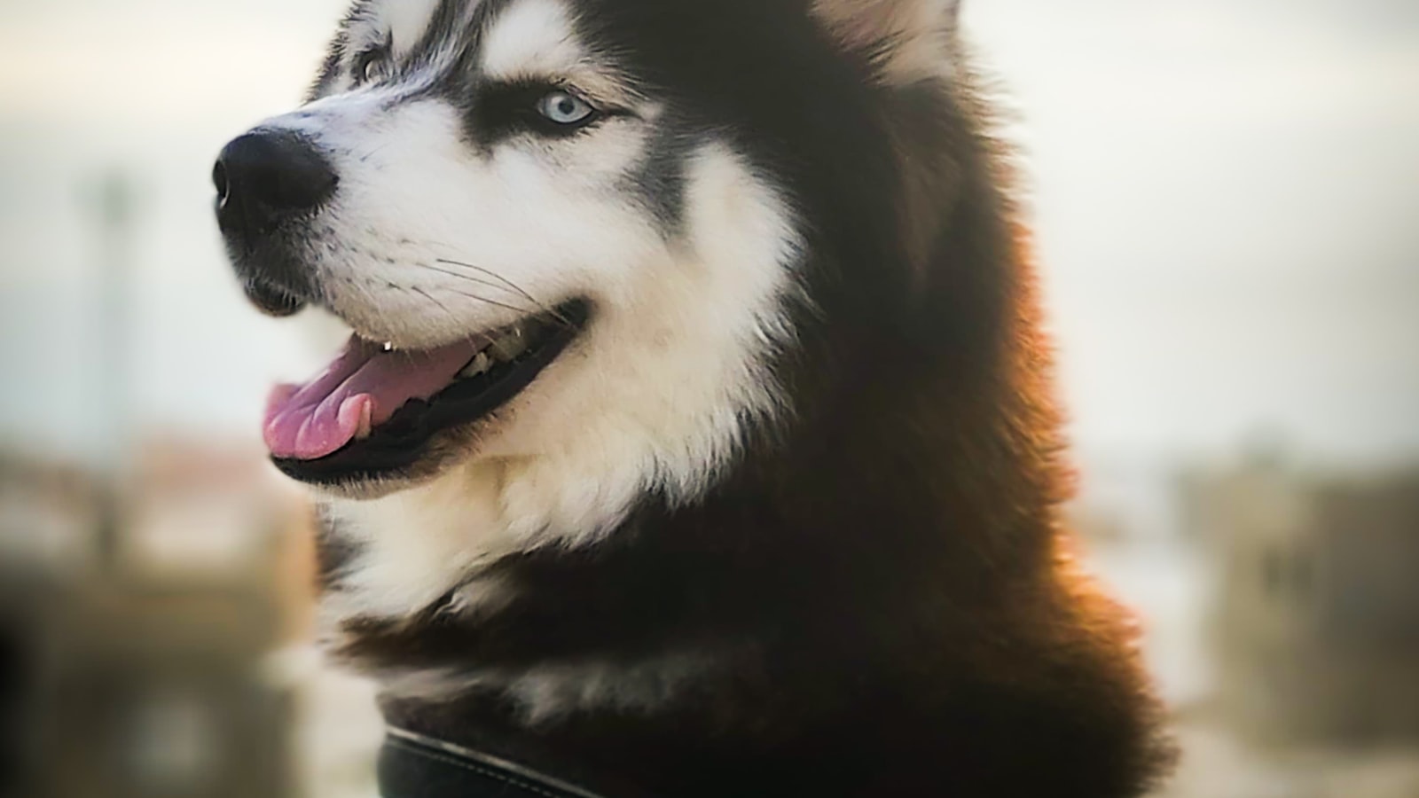 Husky au regard clair en extérieur