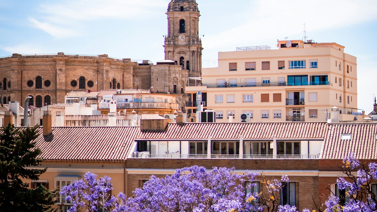 Un jacaranda en fleurs devant un immeuble espagnol