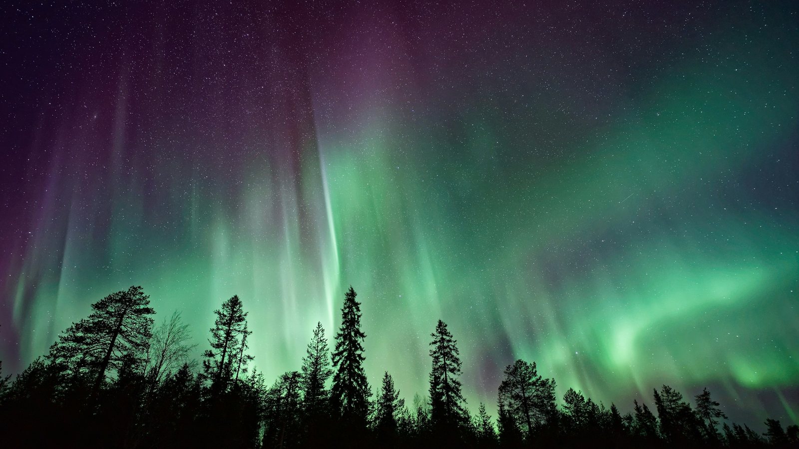 Une aurore boréale verte et violette au-dessus d'une forêt de sapins sous les étoiles