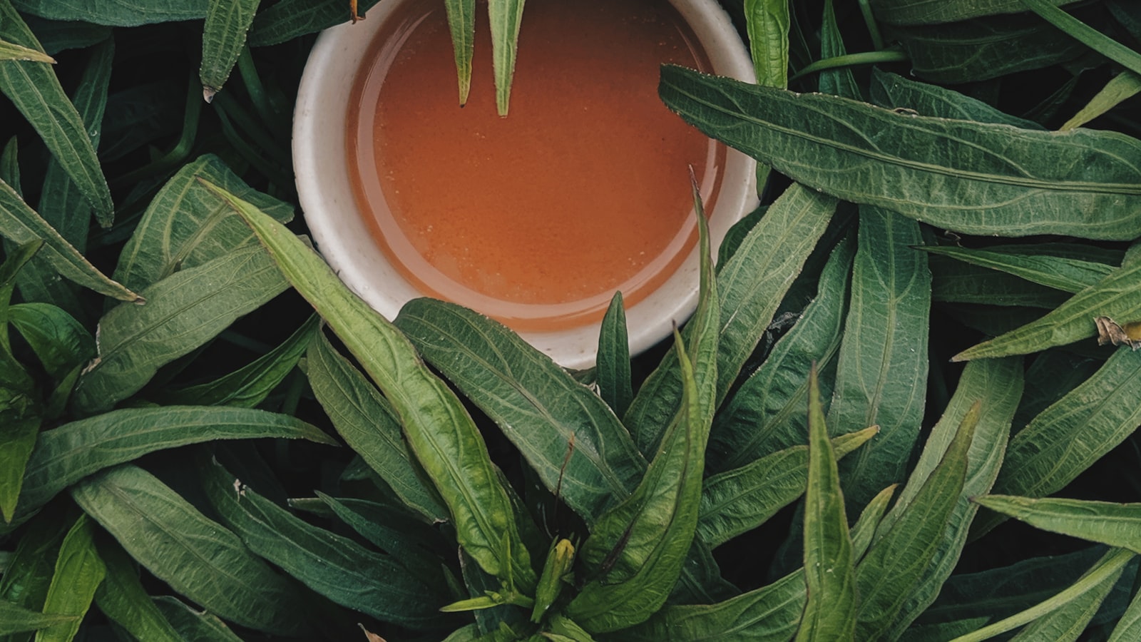Tasse de thé entourée de feuilles