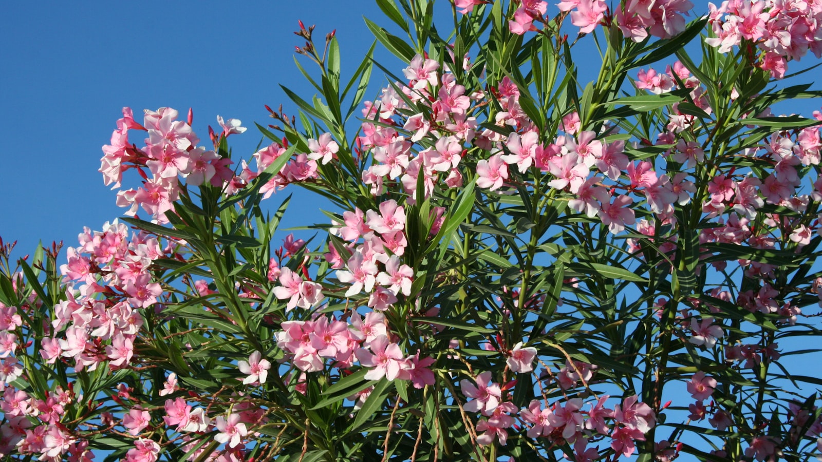 Fleurs roses de laurier-rose