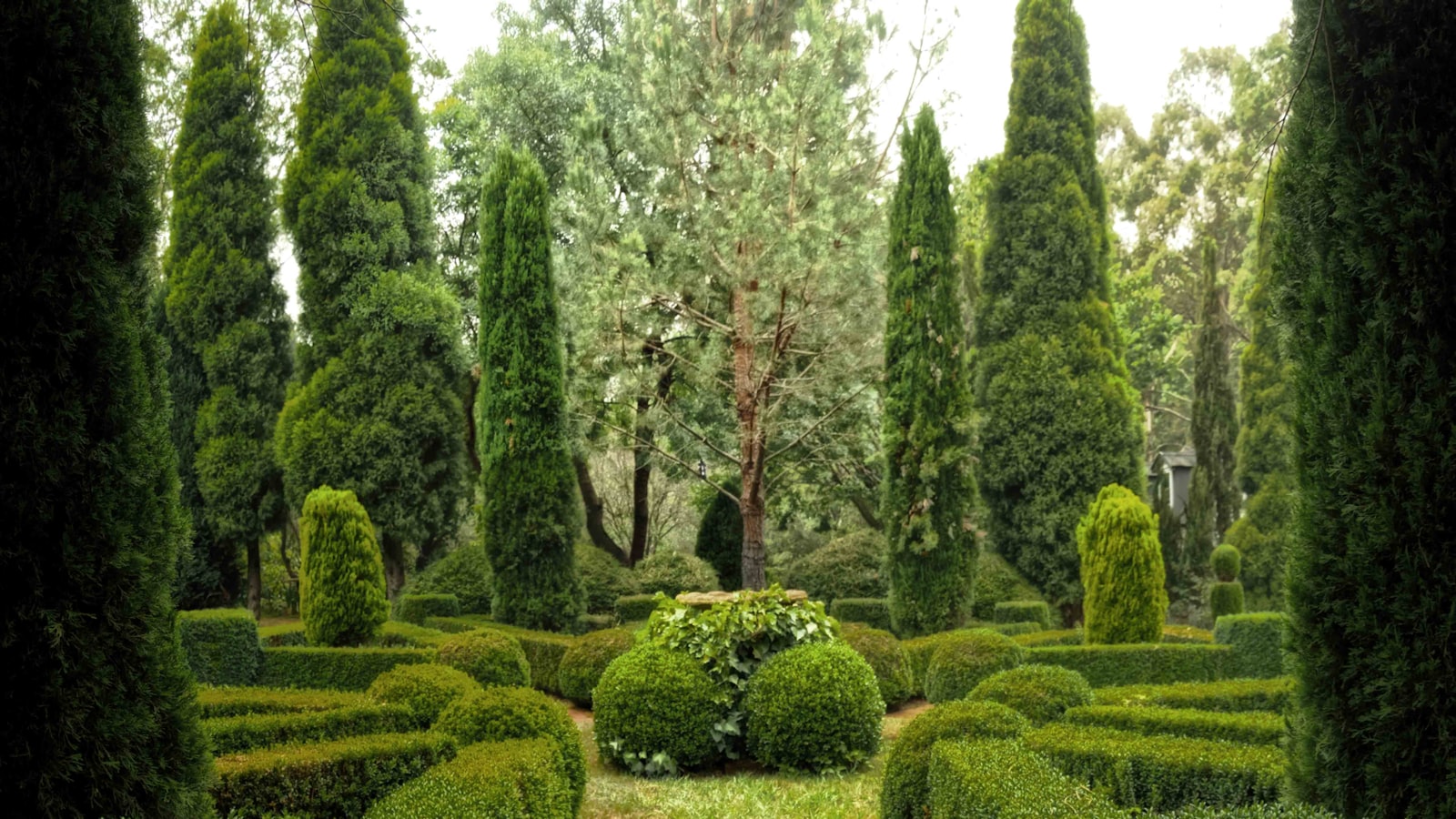 Haie de laurier dense débordant au-dessus d'une clôture entre deux jardins