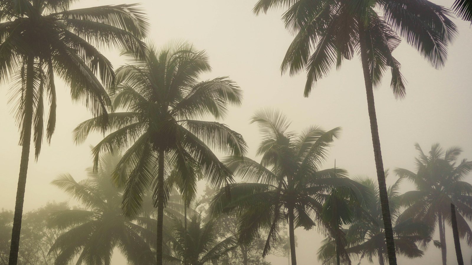 Des palmiers pliés dans une atmosphère brumeuse