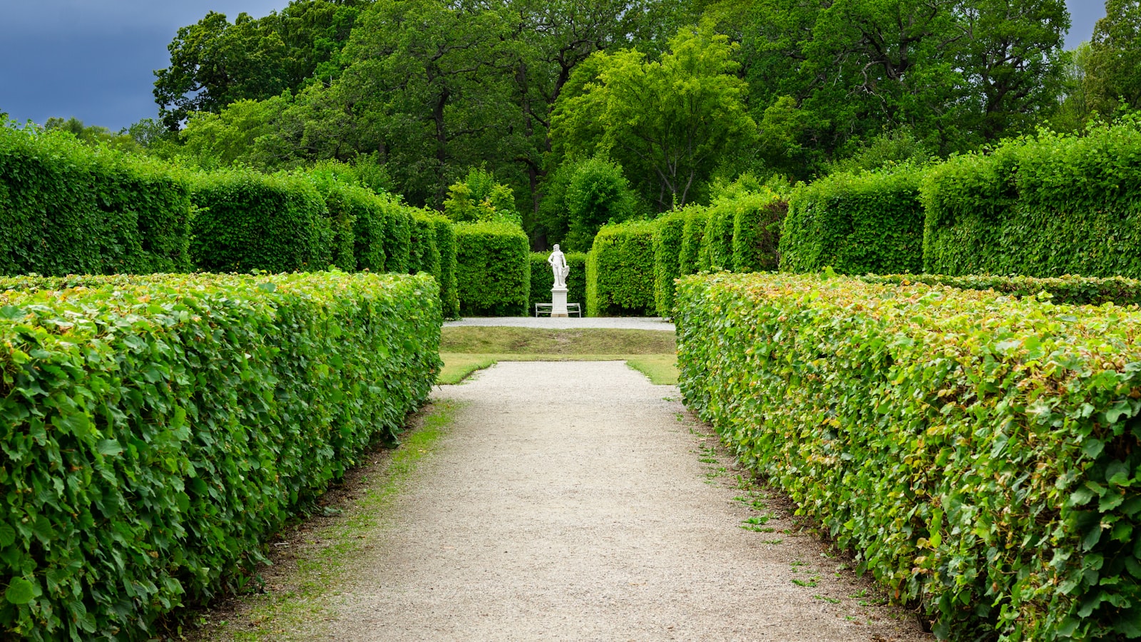 Sécateur de jardin tenu à deux mains devant une haie de laurier aux grandes feuilles vernissées