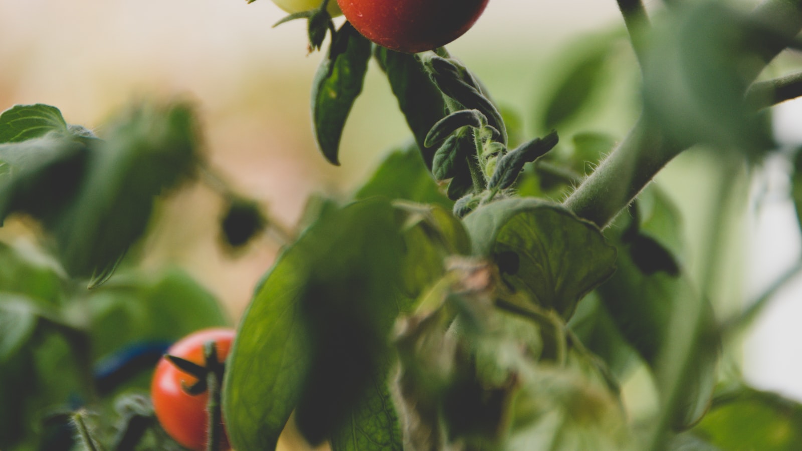 Plants de tomates en pot vus de près, feuillage vert dense et fruits rouges