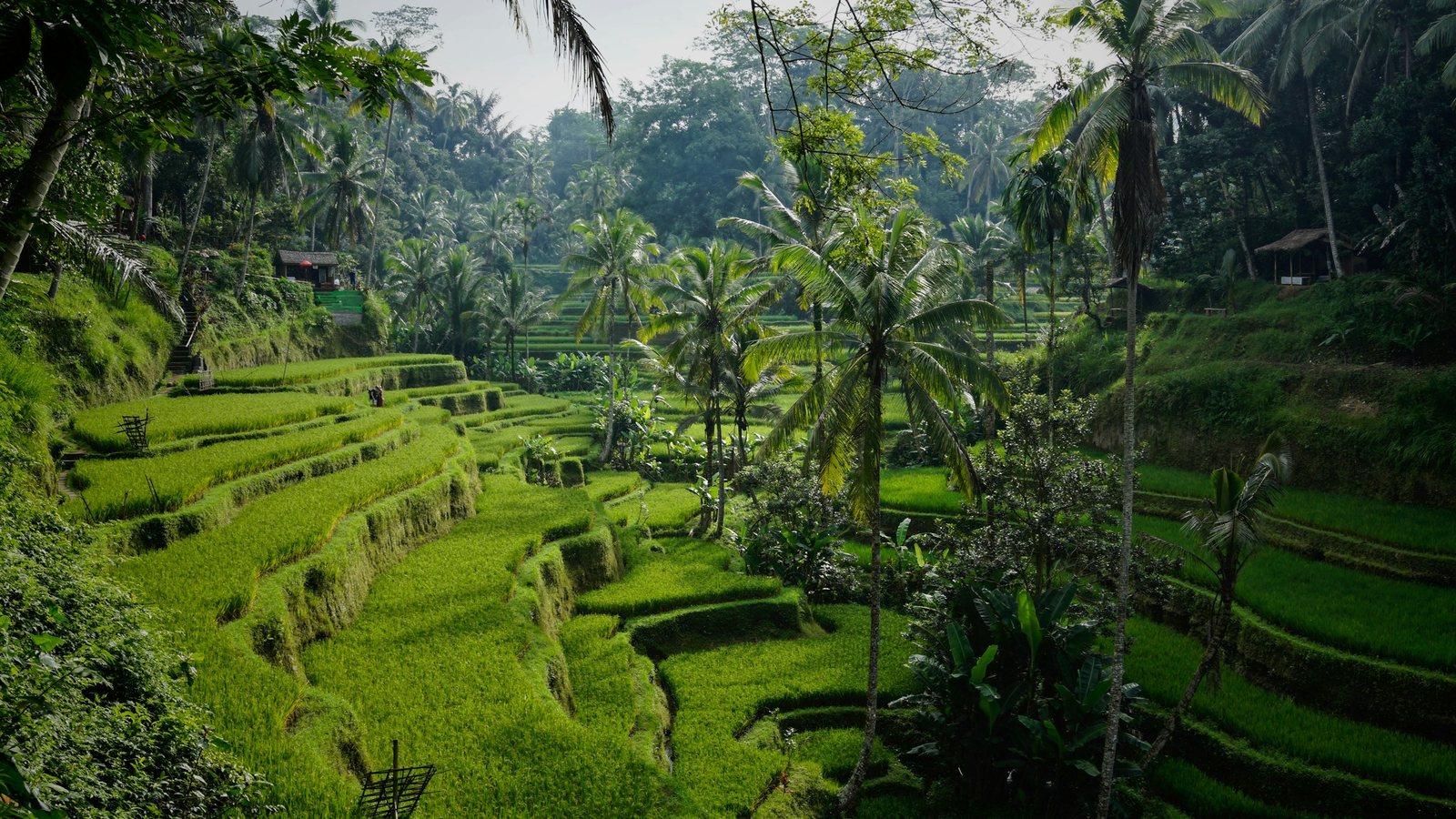 Paysage tropical de Bali entre rizières, palmiers et reliefs volcaniques