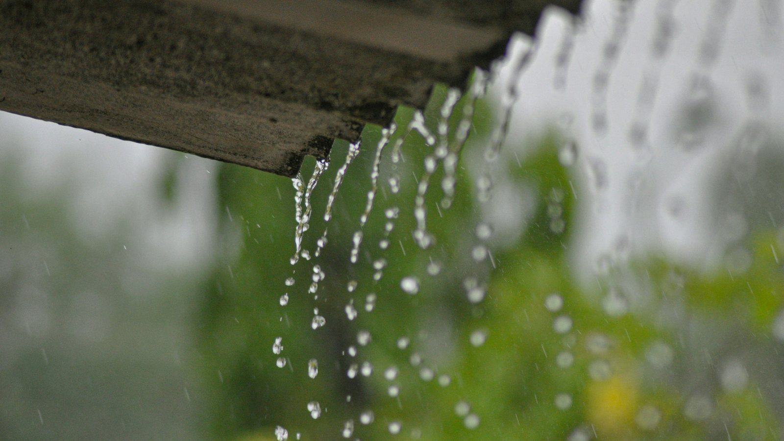 Eau de pluie débordant d'une gouttière et ruisselant devant un feuillage vert