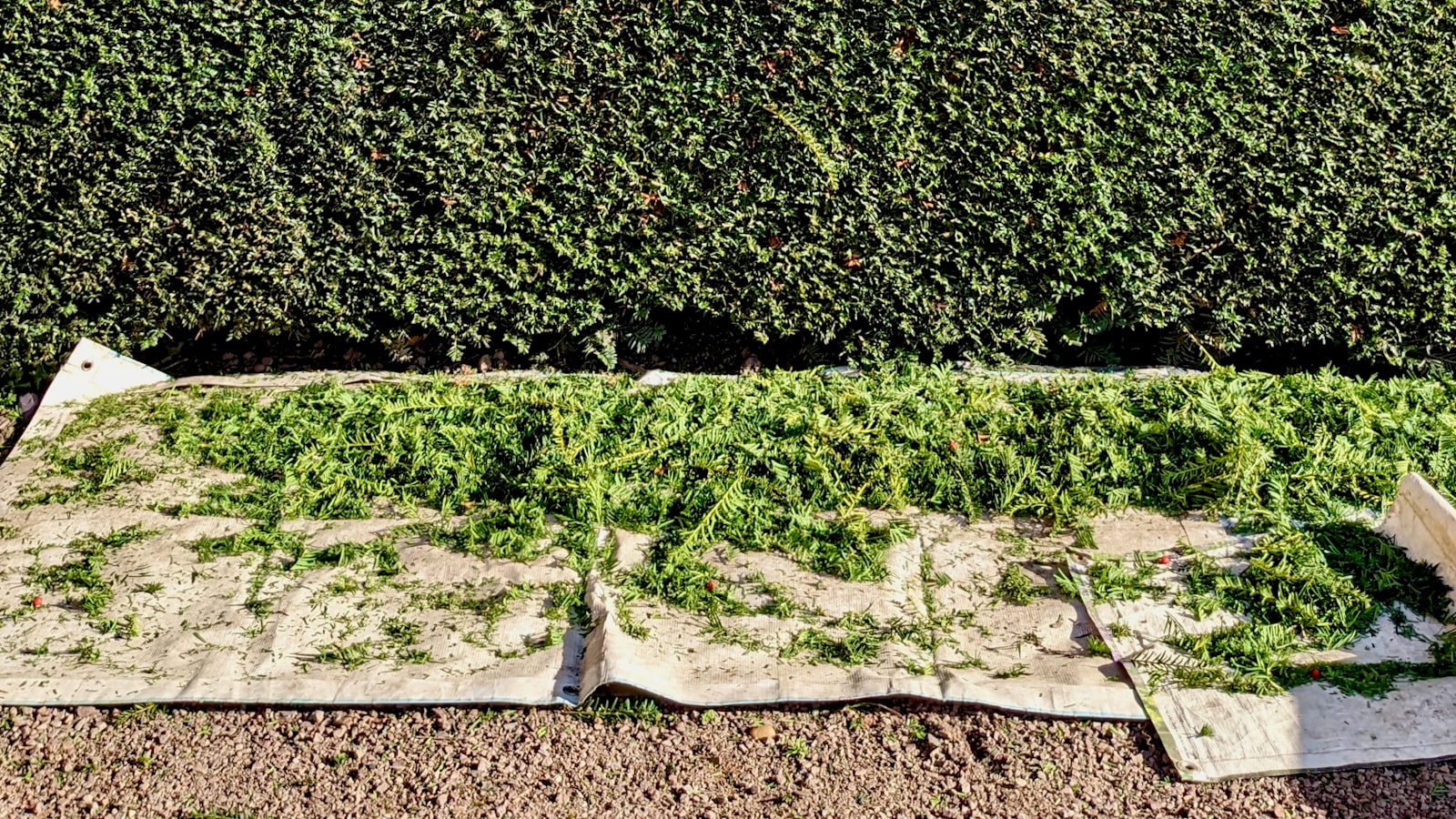 Pied de tomate palissé chargé de fruits rouges et verts dans un potager en été