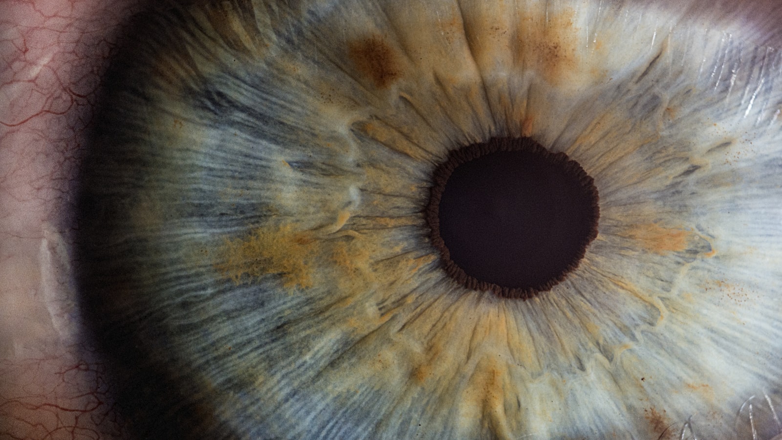 Macro d'un iris humain