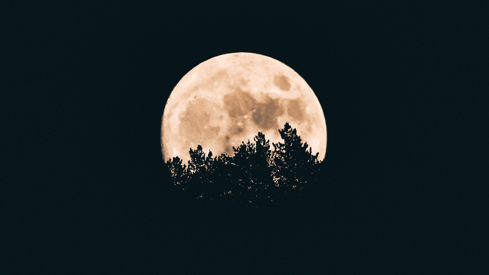 Gros disque lunaire pâle à moitié masqué par la silhouette noire de cimes de conifères, dans un ciel de nuit